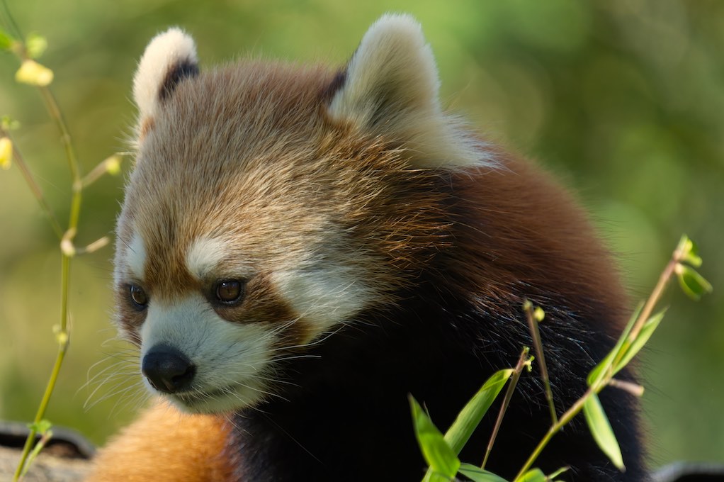 Red Panda 0929